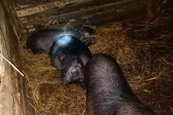 融水黑香猪养殖技术,养殖场应远离居住区