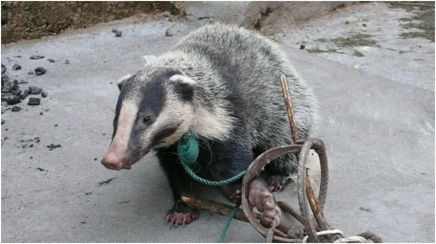 浙江钱江源出现猪獾,叼着3幼崽搬家,见人不逃跑,举起前爪叫嚷