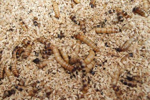 大麦虫养殖技术,选择体型大,体色光滑的幼虫作为种虫