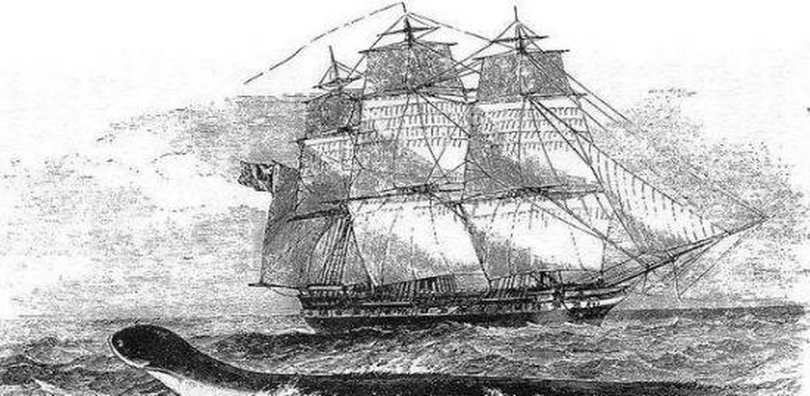 1851年,美国一艘捕鲸船,在南太平洋斩杀了一条30米长的蛇形巨兽,船长