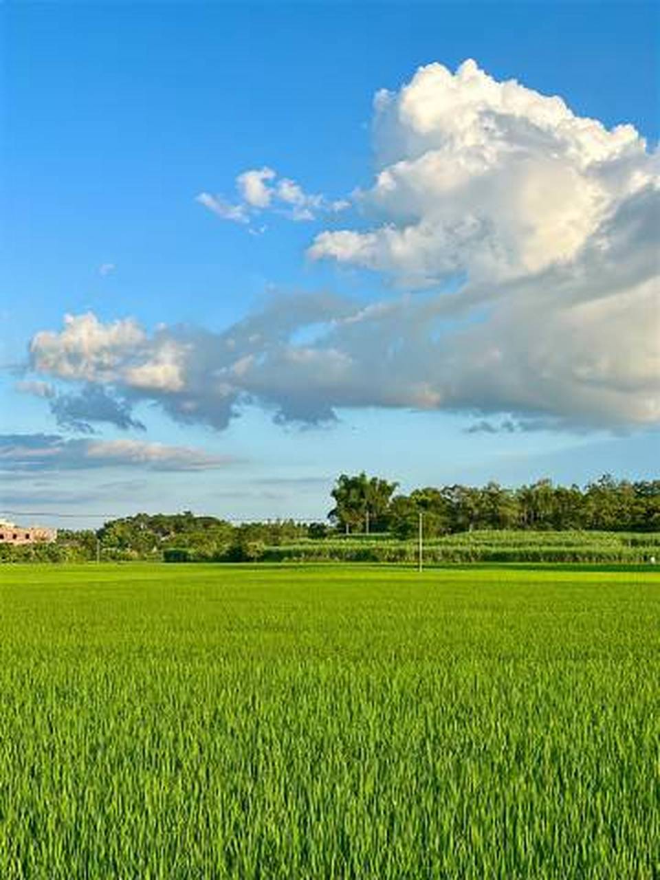 " 乡村的田野风景平淡治愈且耐看 "9015 676767