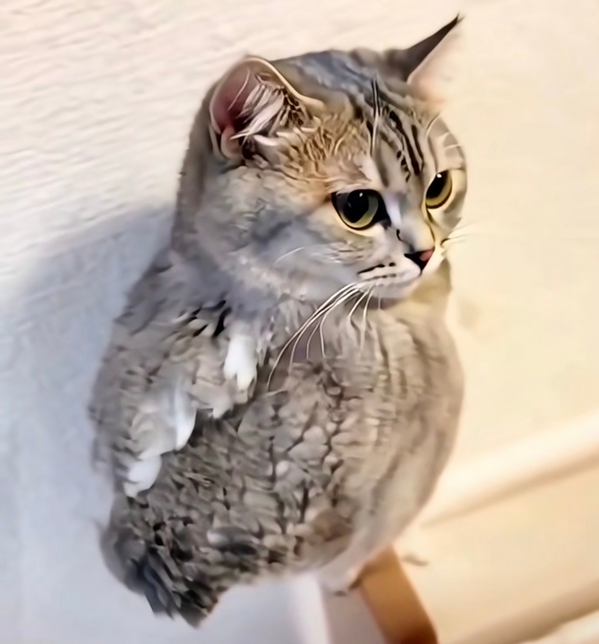猫头鹰,呃,好像是真的猫头 鹰.