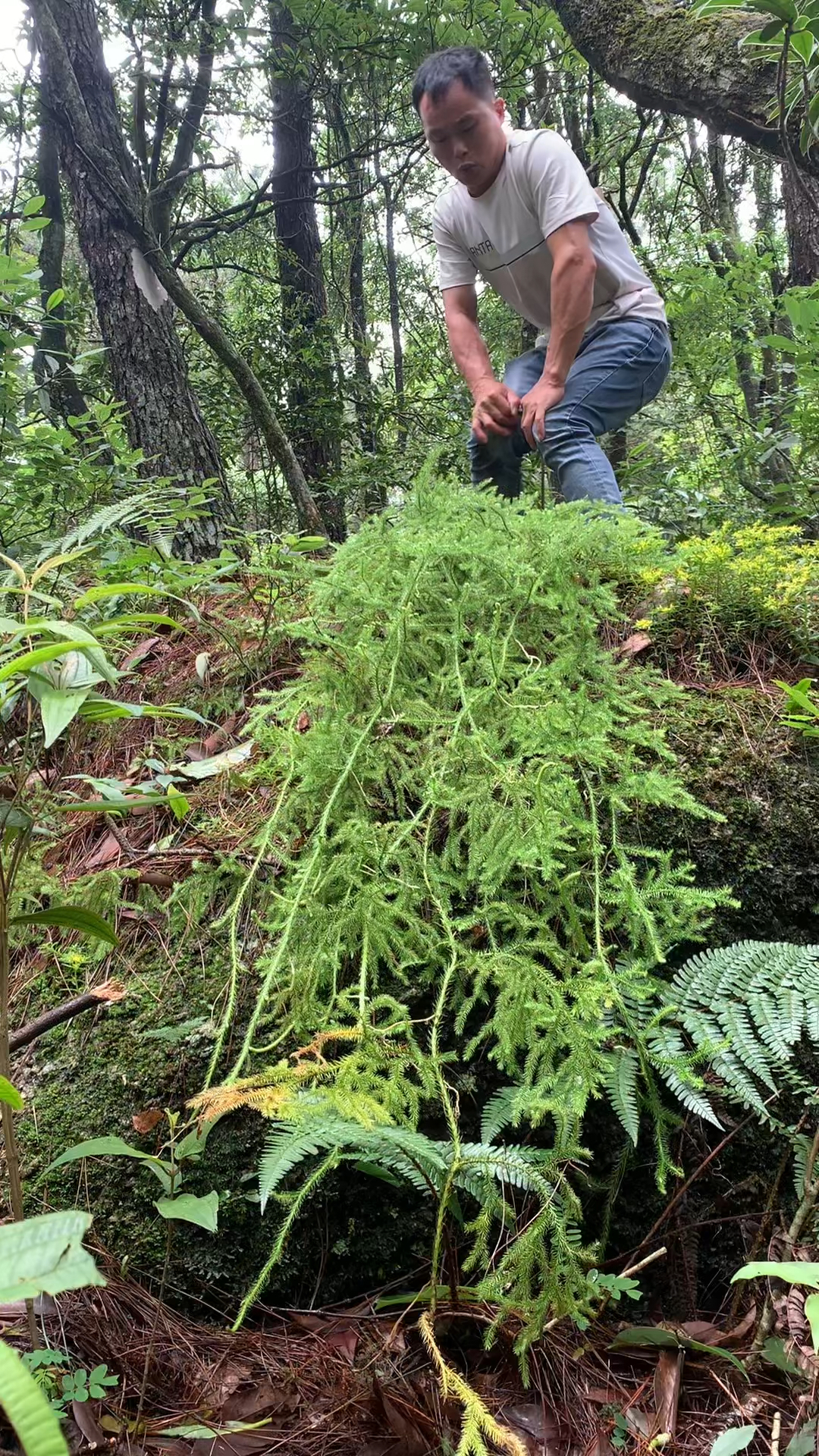 伸筋草山区路边以前常常见到但是现在有些难找