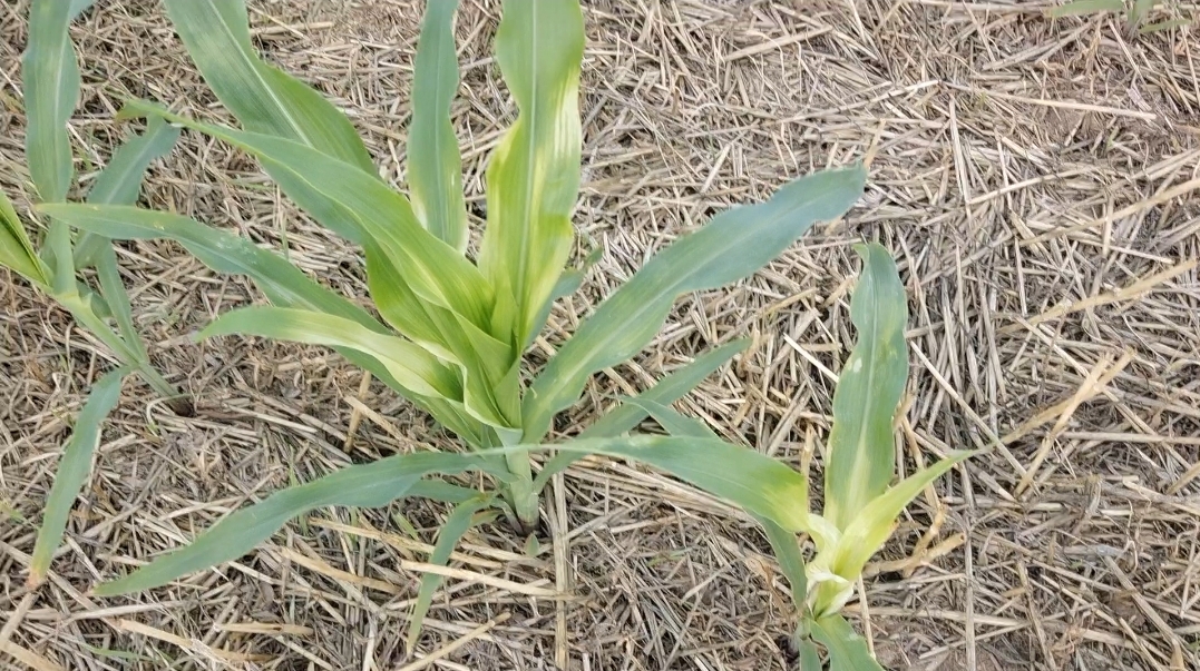 2种玉米除草剂常见药害症状,区分好才能对症下药,降低损失