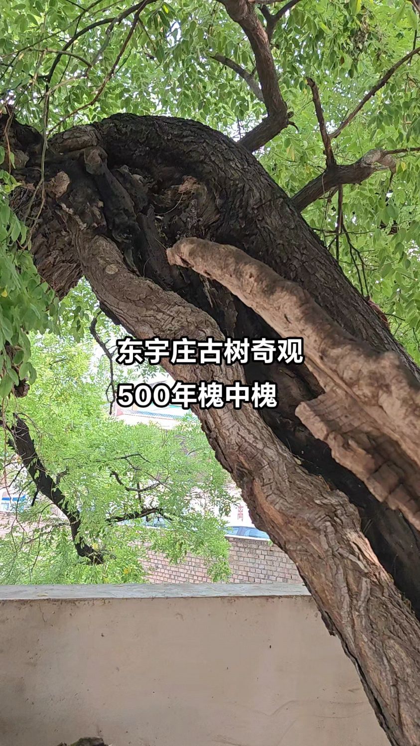 涉县鹿头乡东宇庄500年古槐,槐中长出巨大洋槐树,非常罕见