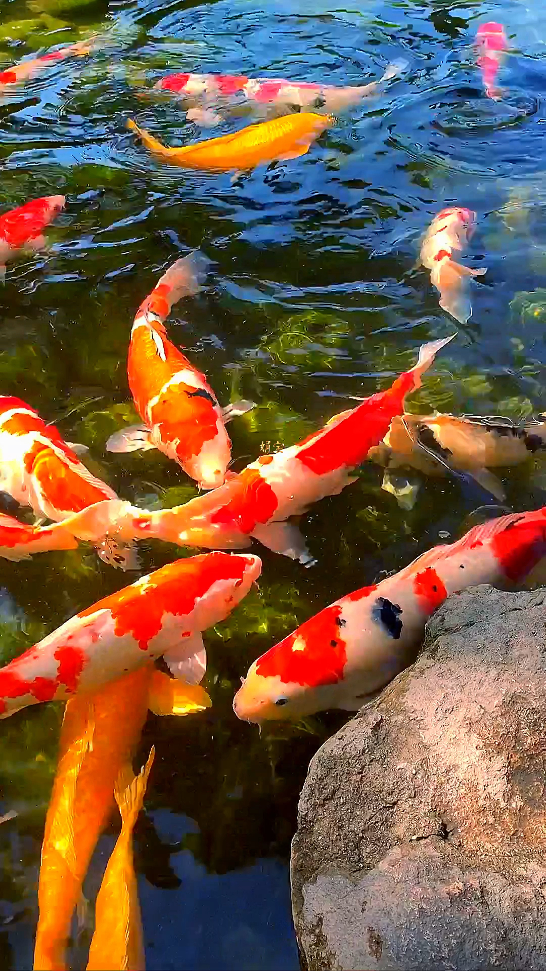 鱼儿在水中的图片大全图片