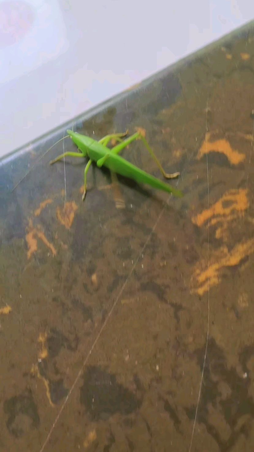 从窗户里飞进来一只螽斯,全身油绿发亮太漂亮了