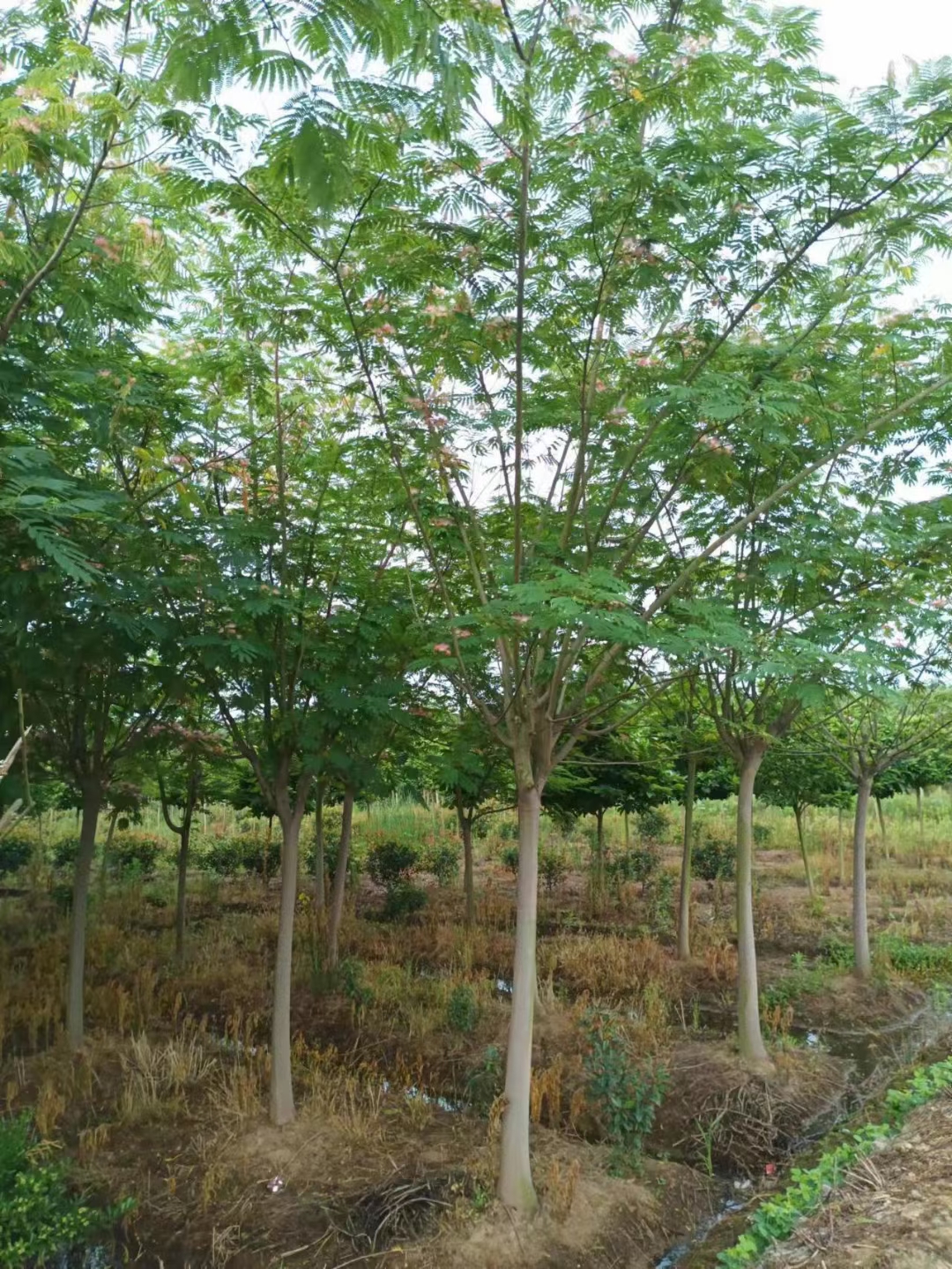 合欢树适合种植的地区和观赏价值?