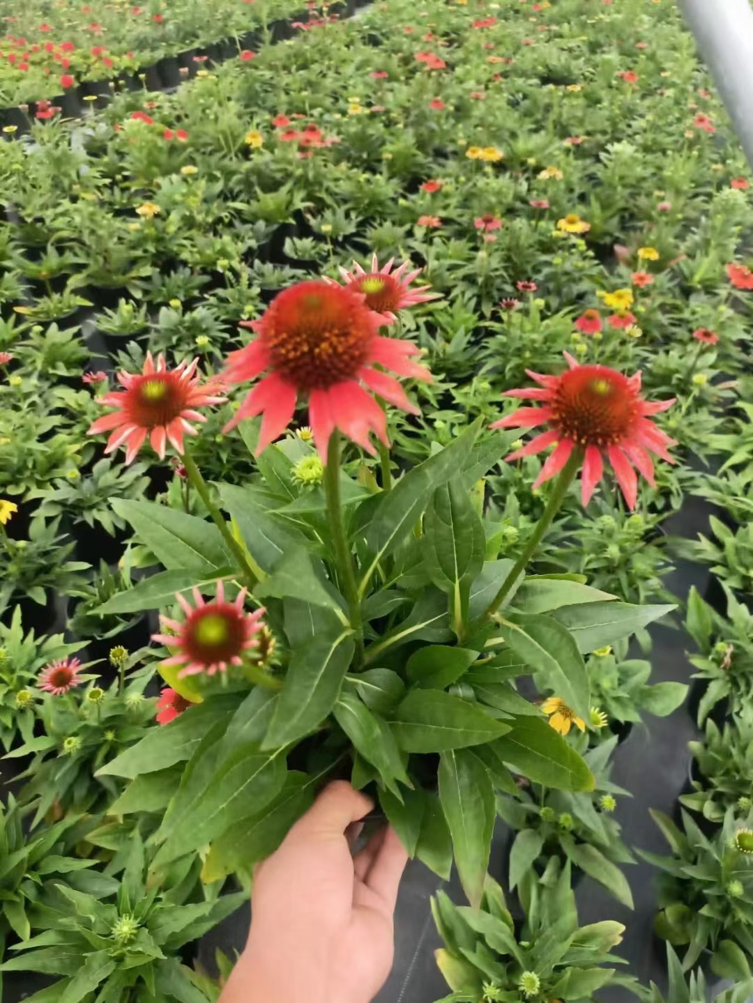 这是我们家种植基地松果菊盛花期终于等来了