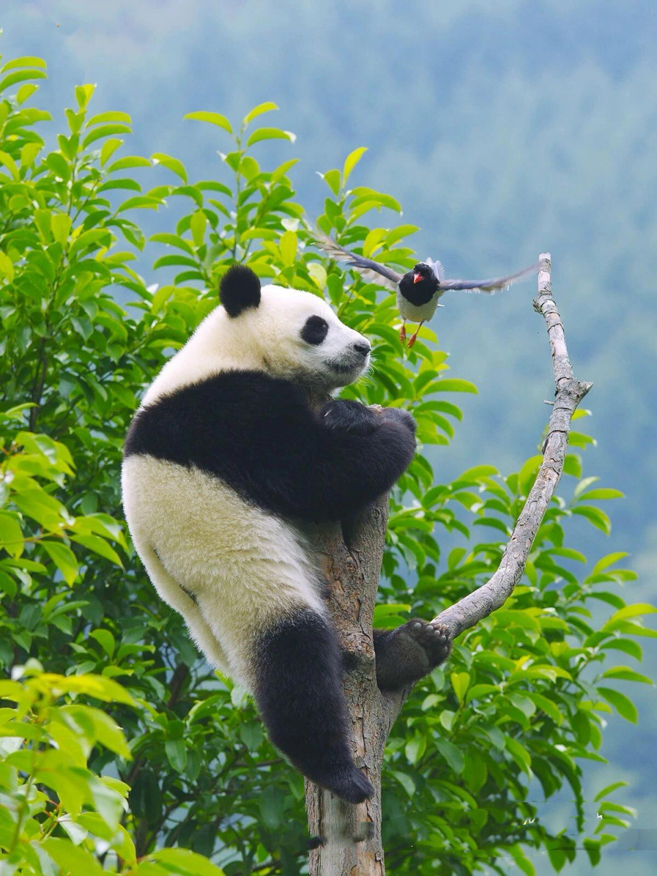 在葱郁茂密的竹林中,憨态可掬的熊猫悠然自得,它们与大自然形成了和谐