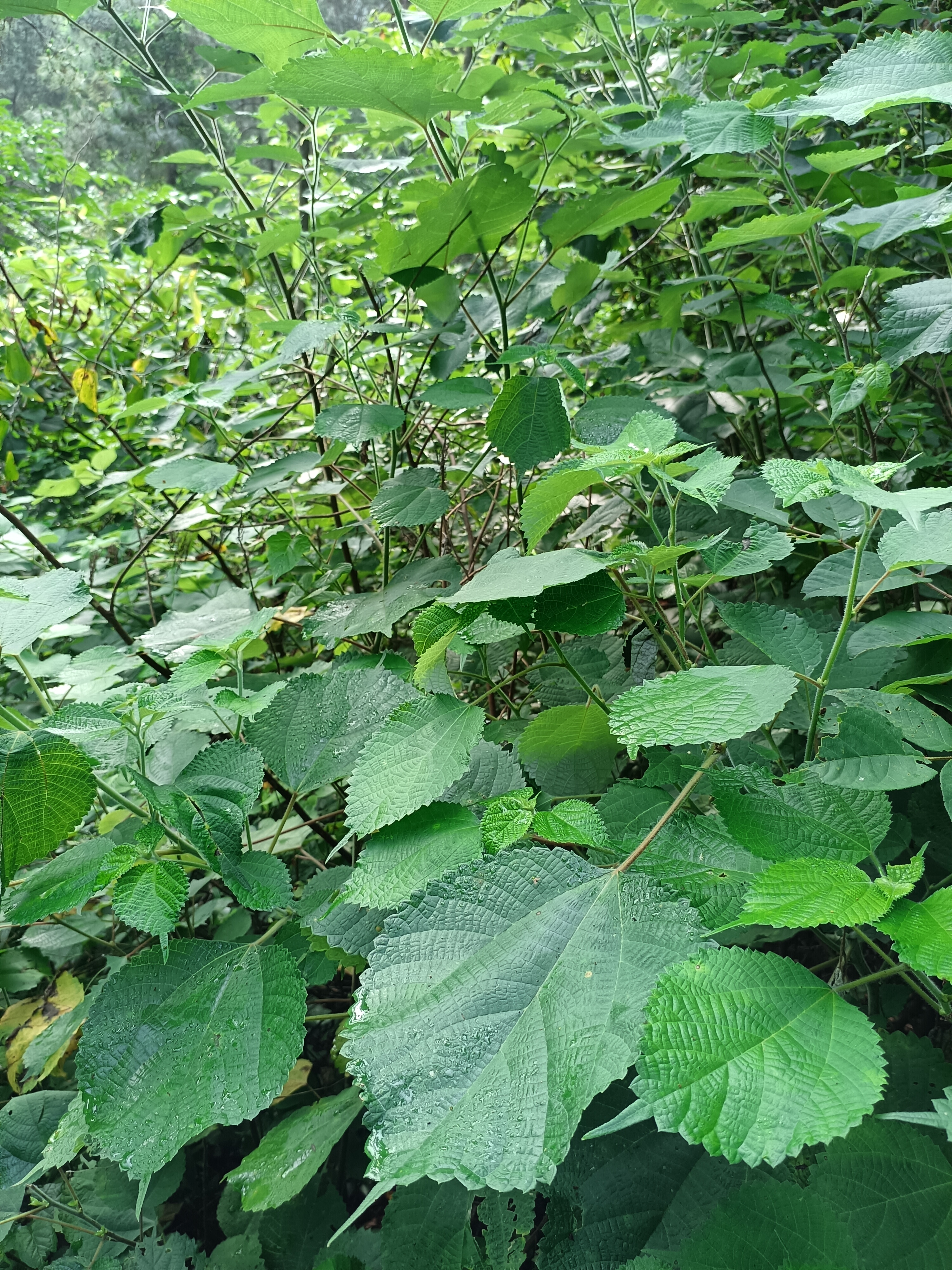 揉……经过很多工辛 汪刺的图片麻线是什么植物莲汪刺植物图片麻线