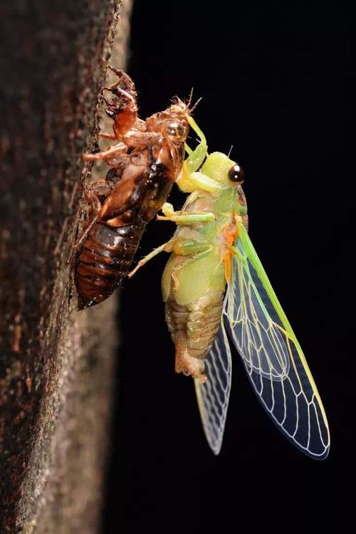 夏日蝉鸣,生命的奇迹与歌声的意义