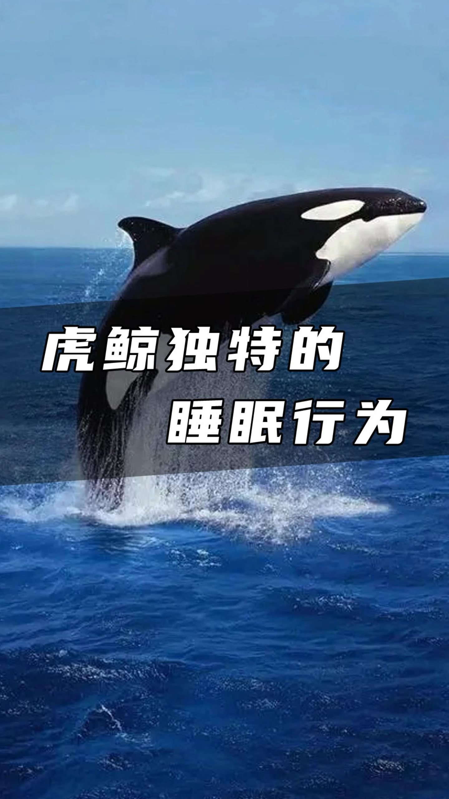 虎鲸为什么对人类友好科学解释为什么在线 虎鲸为什么对人类友好科学解释为什么在线