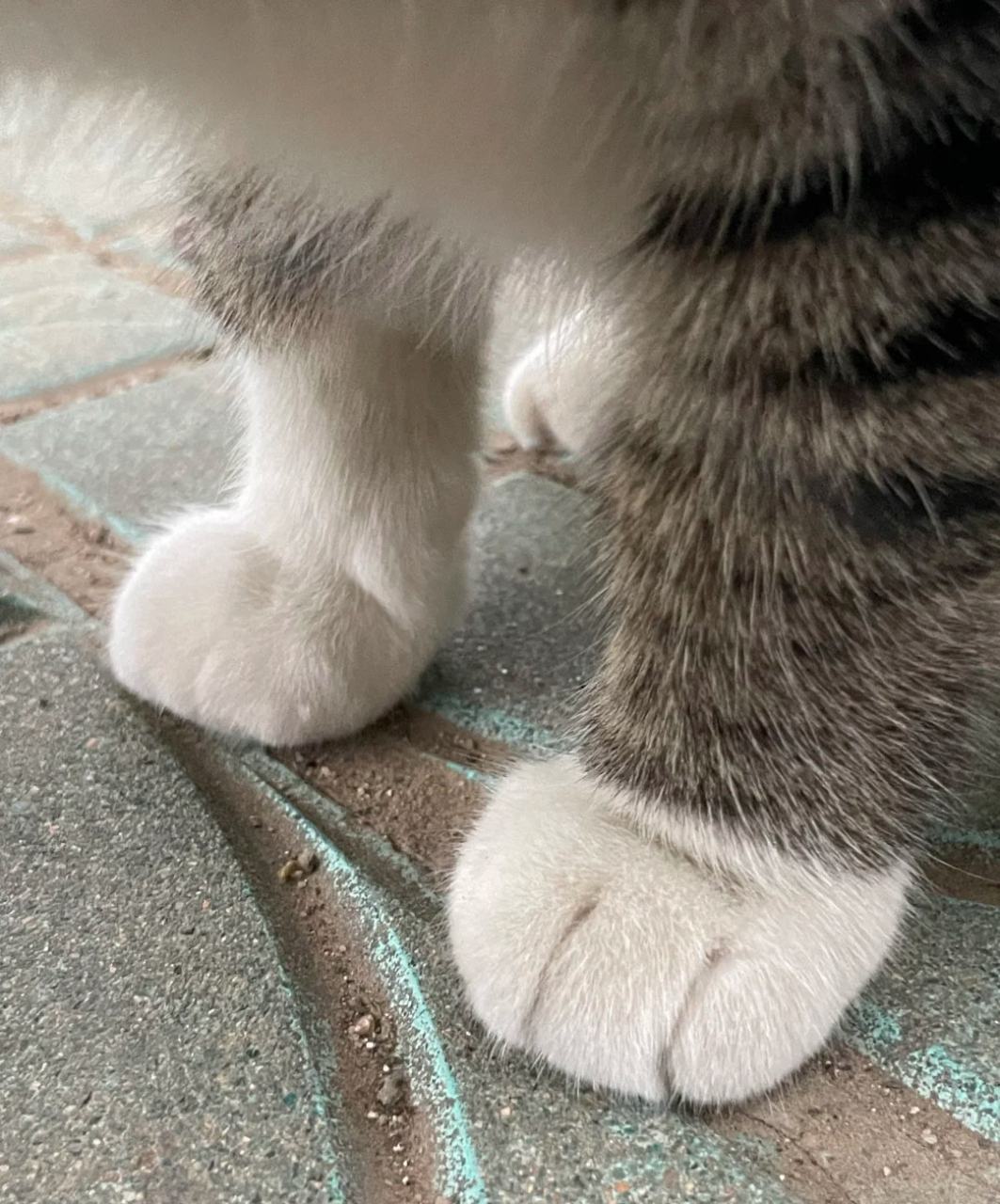 有没有猫jio控,对猫脚无法抗拒的看这里.