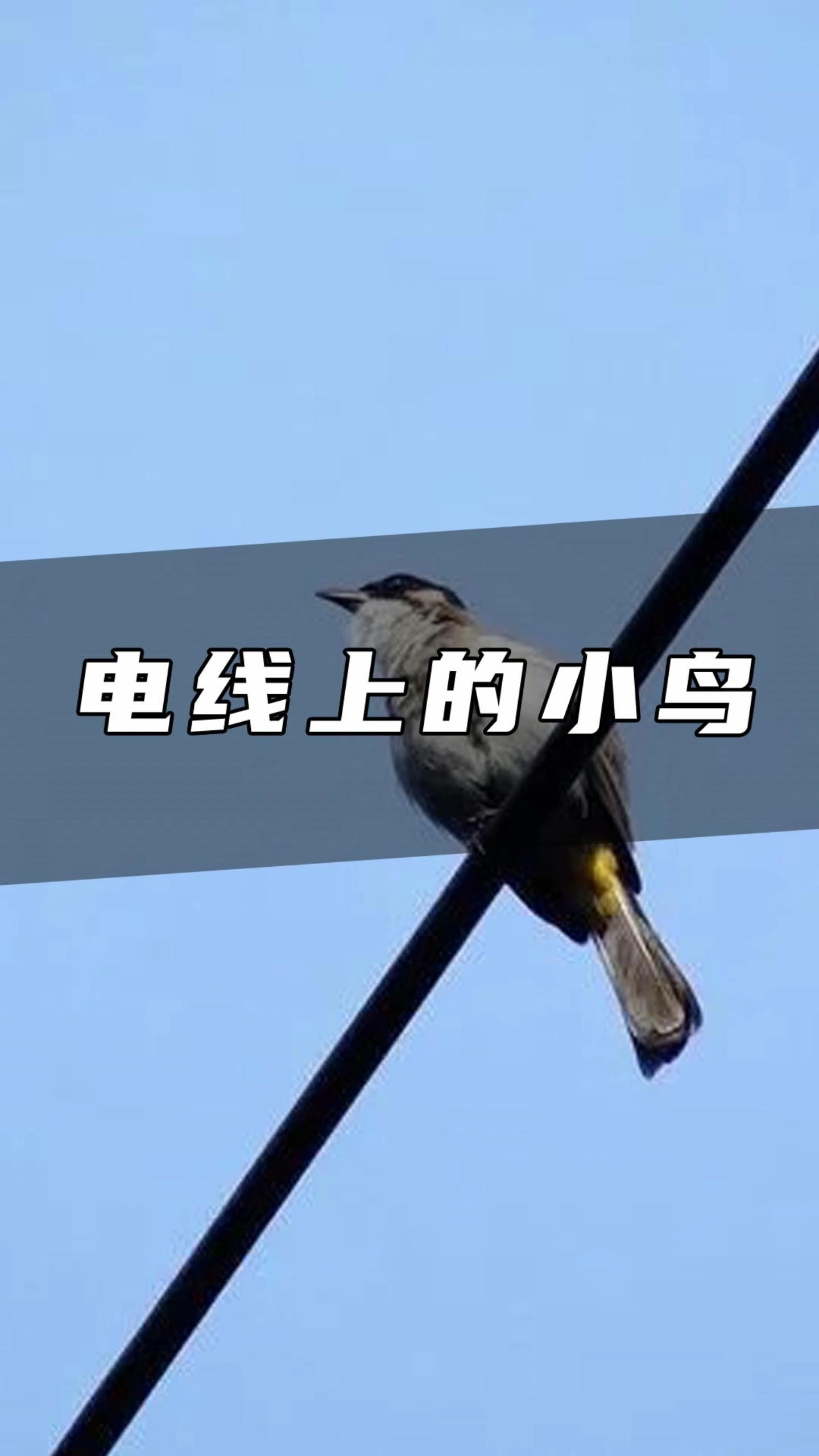 为什么小鸟站在电线上不会触电
