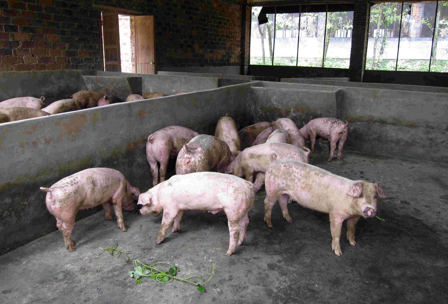 猪光吃不长肉有什么办法?养猪人快来学