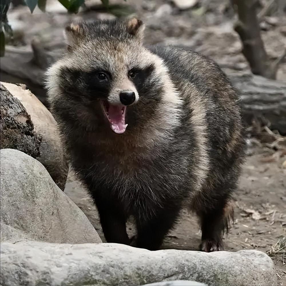 秦岭出现狗獾住地下城