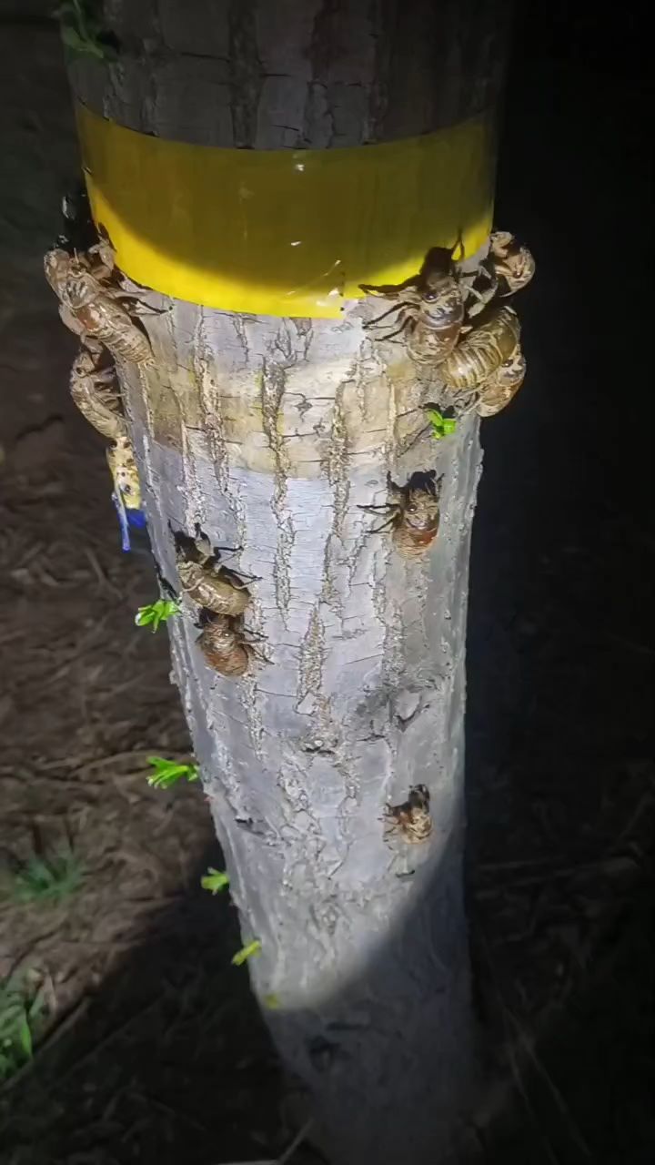 知了猴幼虫幼苗 #金蝉卵枝金蝉幼苗 #知了猴金蝉幼苗活知了猴种