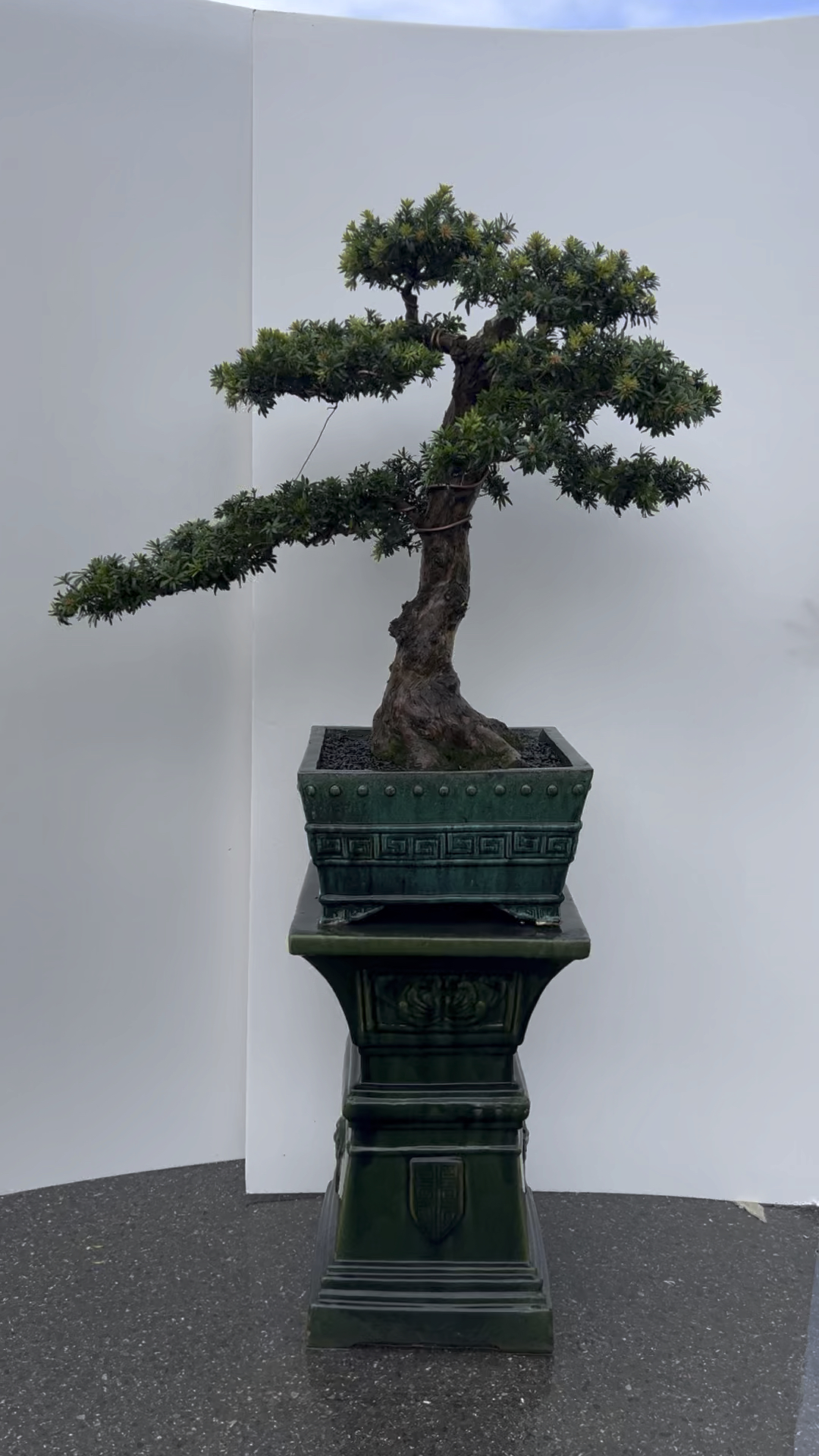 小叶海岛罗汉松盆景