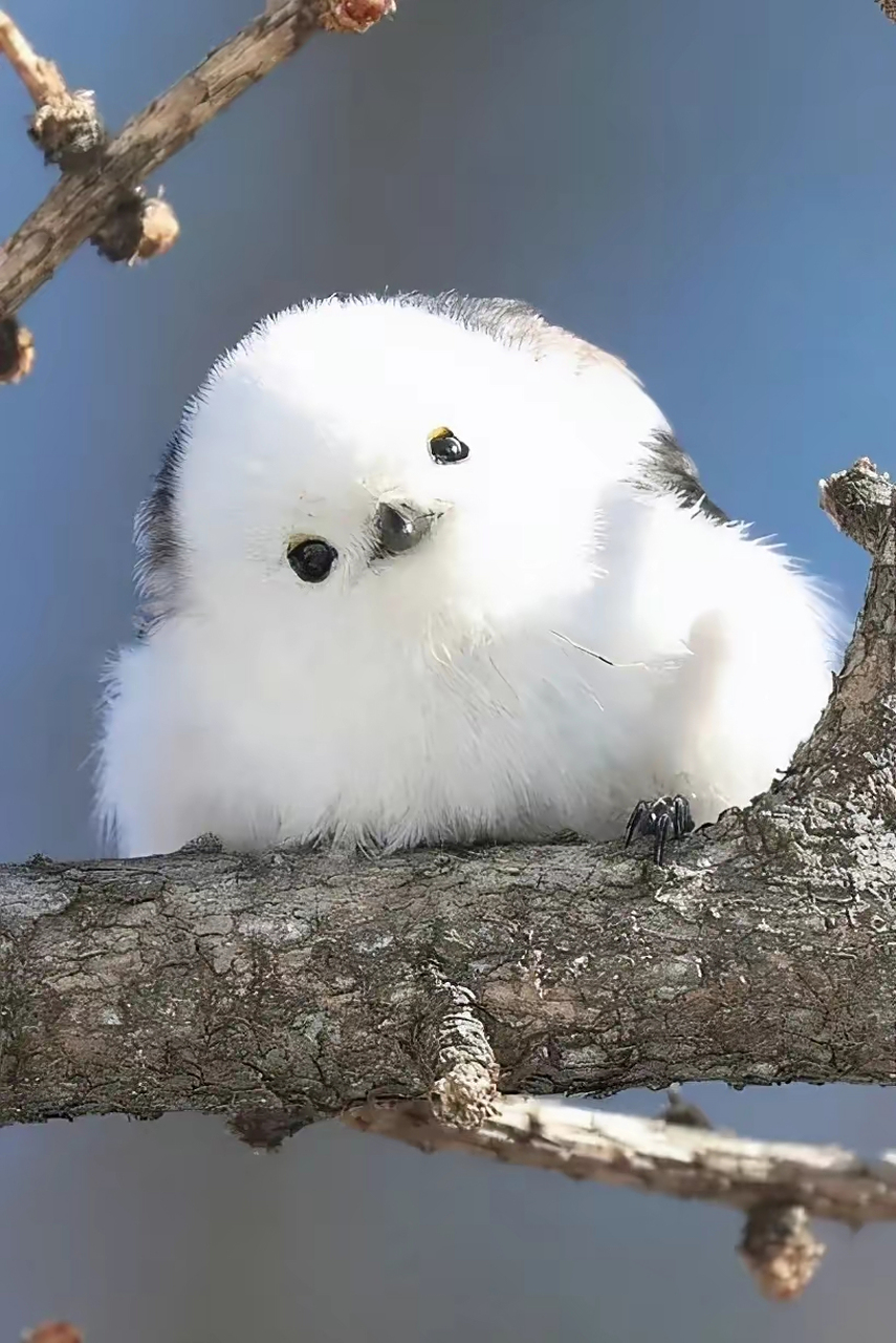 这鸟叫北长尾山雀,毛茸茸肥嘟嘟