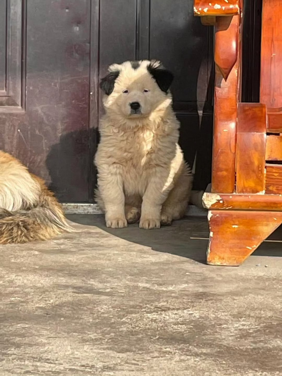 这狗还有小眼睛的