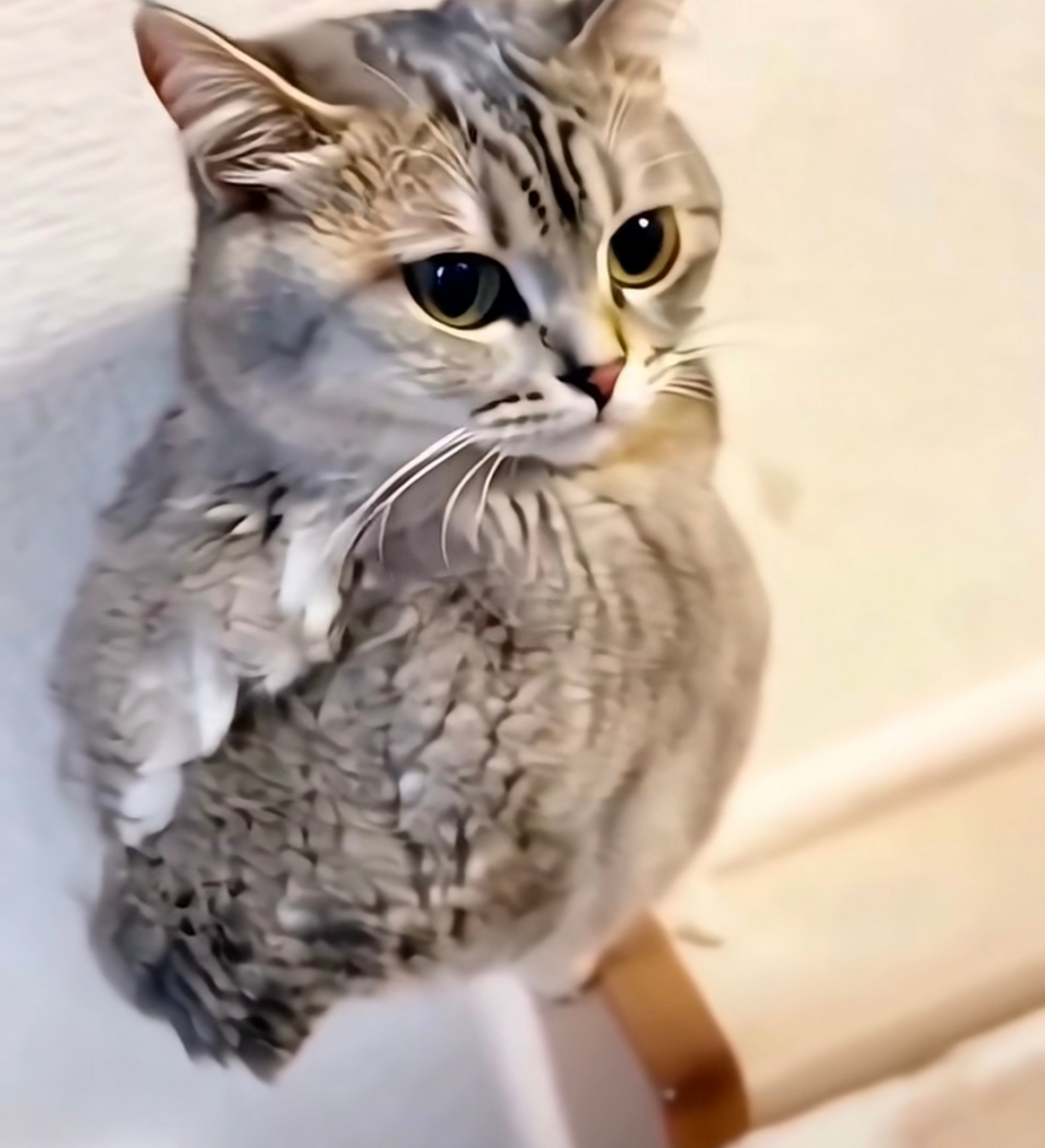 猫头鹰,呃,好像是真的猫头 鹰.