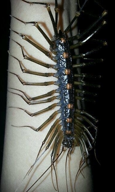 真是要命了,南方的虫子都这么大吗? #热点引擎计划# #我要上热门