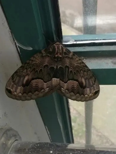 真是要命了,南方的虫子都这么大吗? #热点引擎计划# #我要上热门