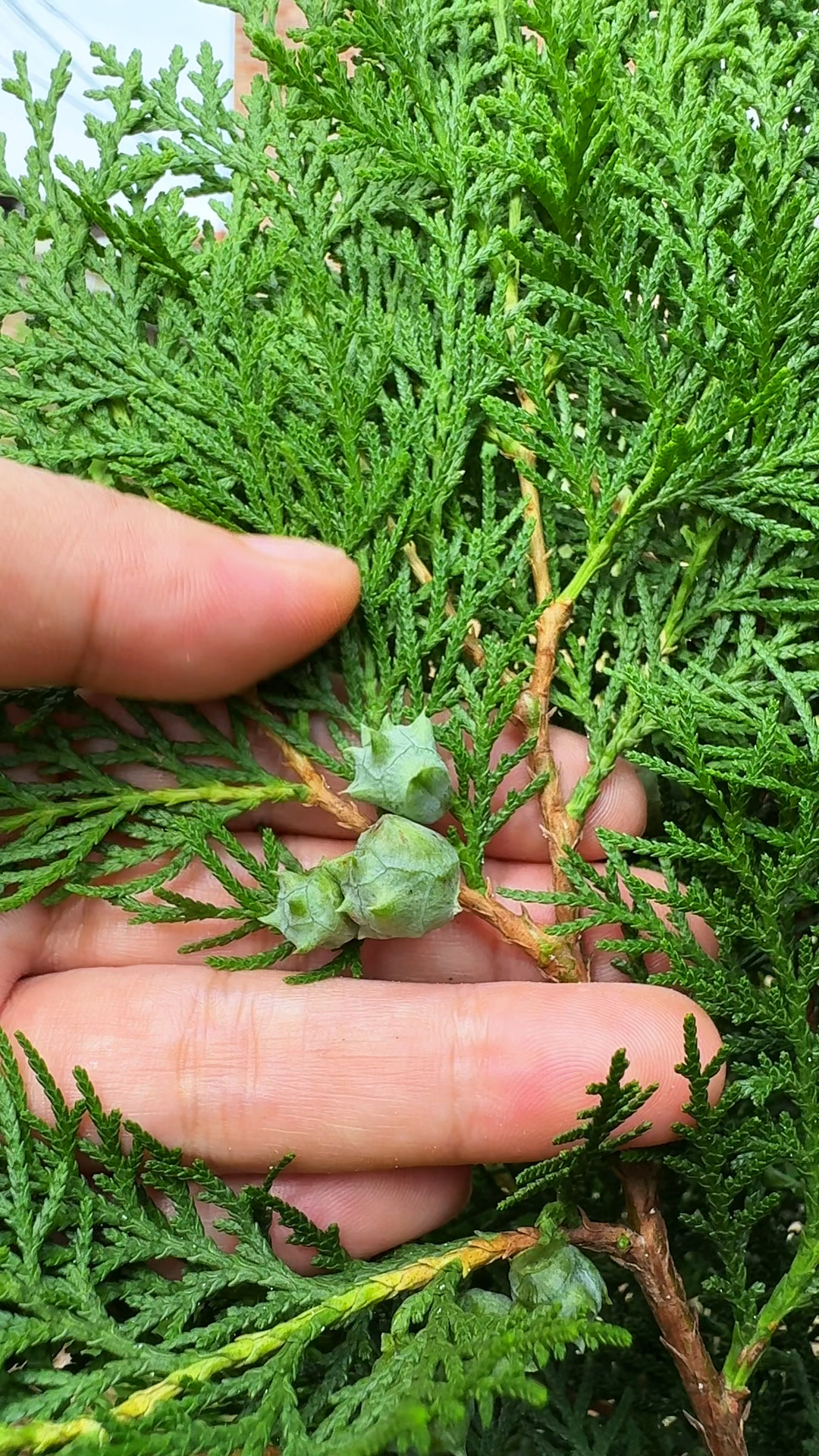 这种植物叫侧柏叶,因其叶扁而侧生得此名