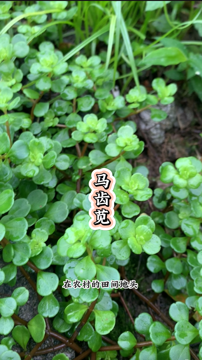 有五行草之称的马齿苋,你们那有吗?