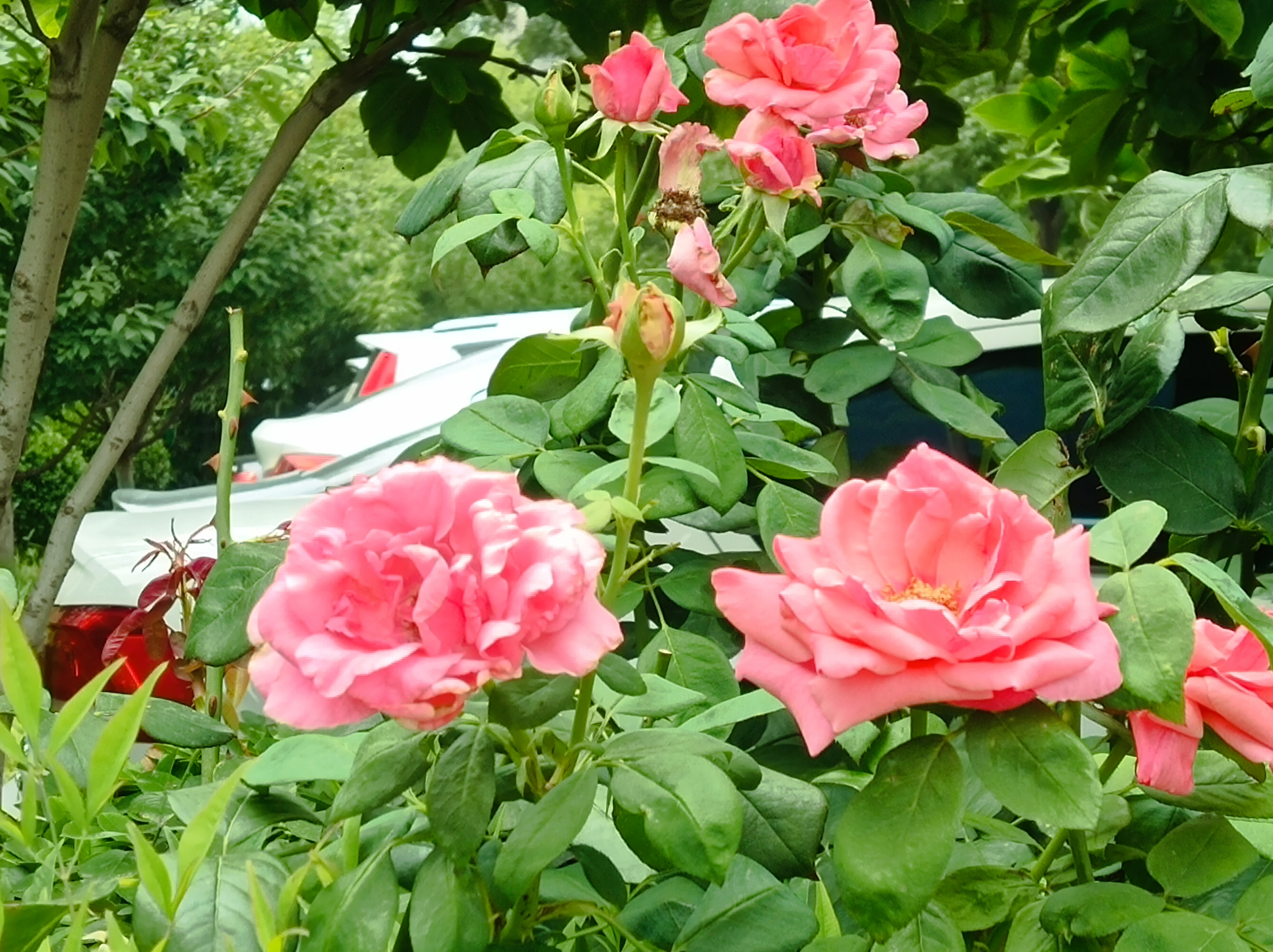 图文动态同步大赛#夏日炎炎蝉声鸣,遍地鲜花遍地美景遍地是芳香,绿树