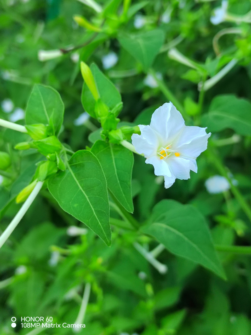 胭脂花图片大全大图图片