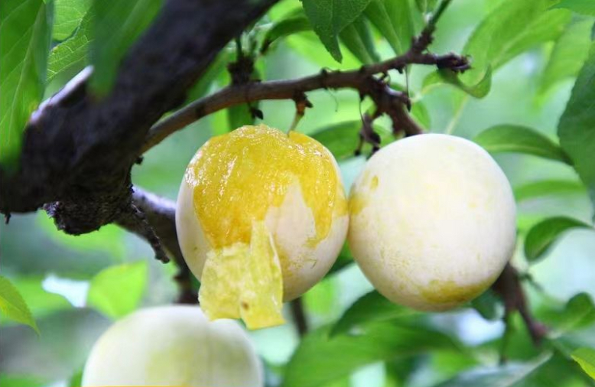 当季新鲜水果桃花冰糖李子,别称稀有蜂糖李子,果实鲜嫩多汁,口感脆甜