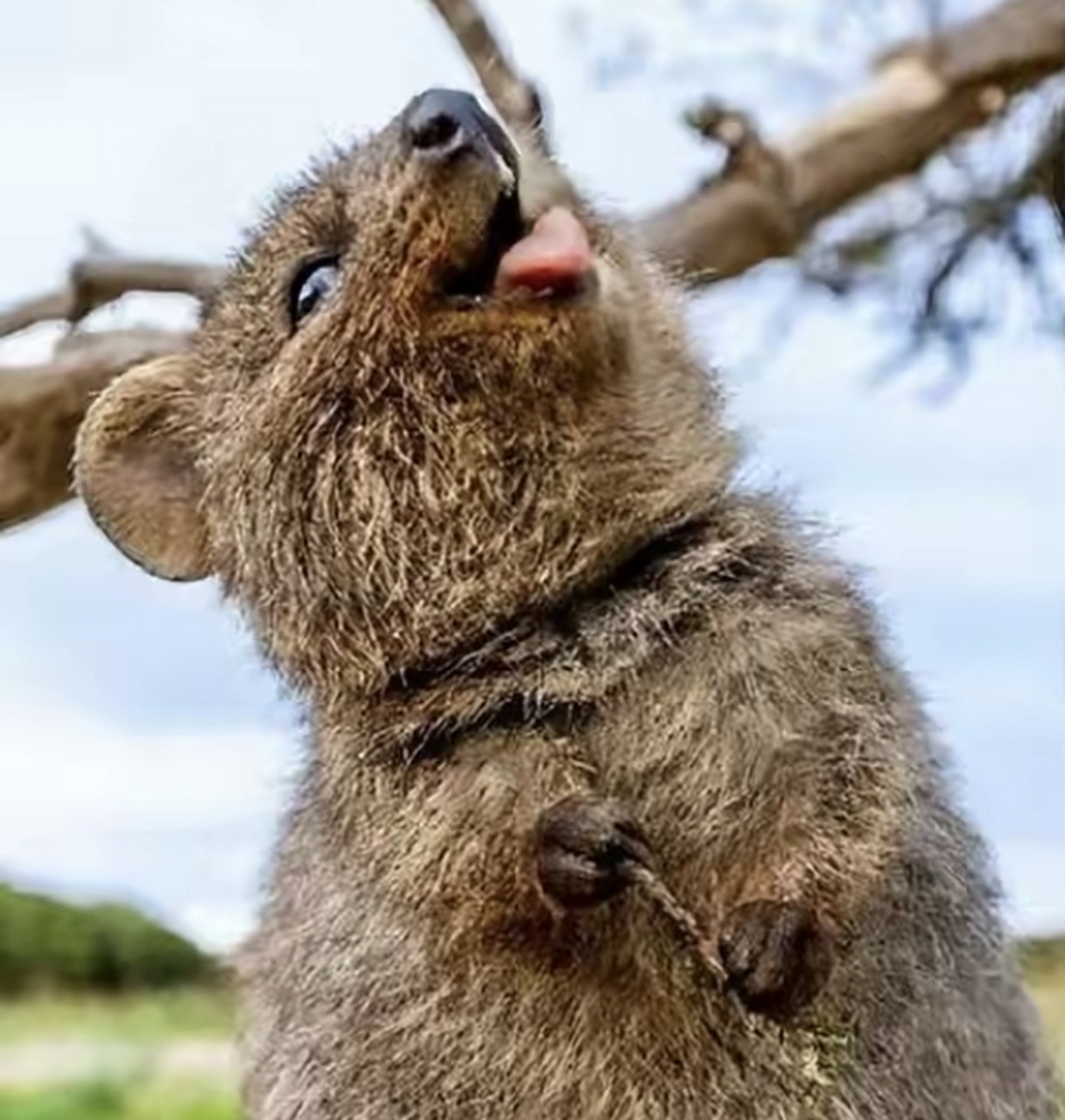 短尾矮袋鼠拥有迷人的笑容,被誉为地球上最友好的动物之一.