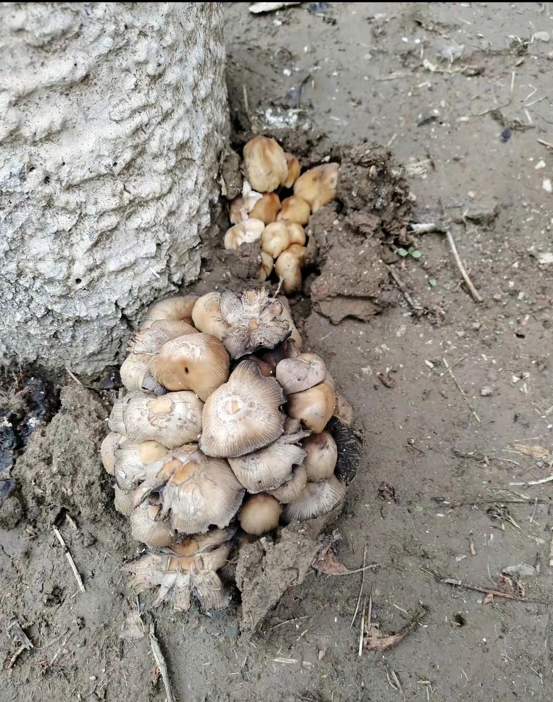 昨天下了整天的雨,今天去公园散步时,猛地发现每棵杨树下冒出了好些