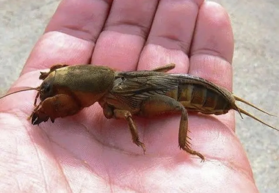 每当湿气渐浓,或雨势将至,蝼蛄的鸣叫声便会响起,每秒可发出约200次