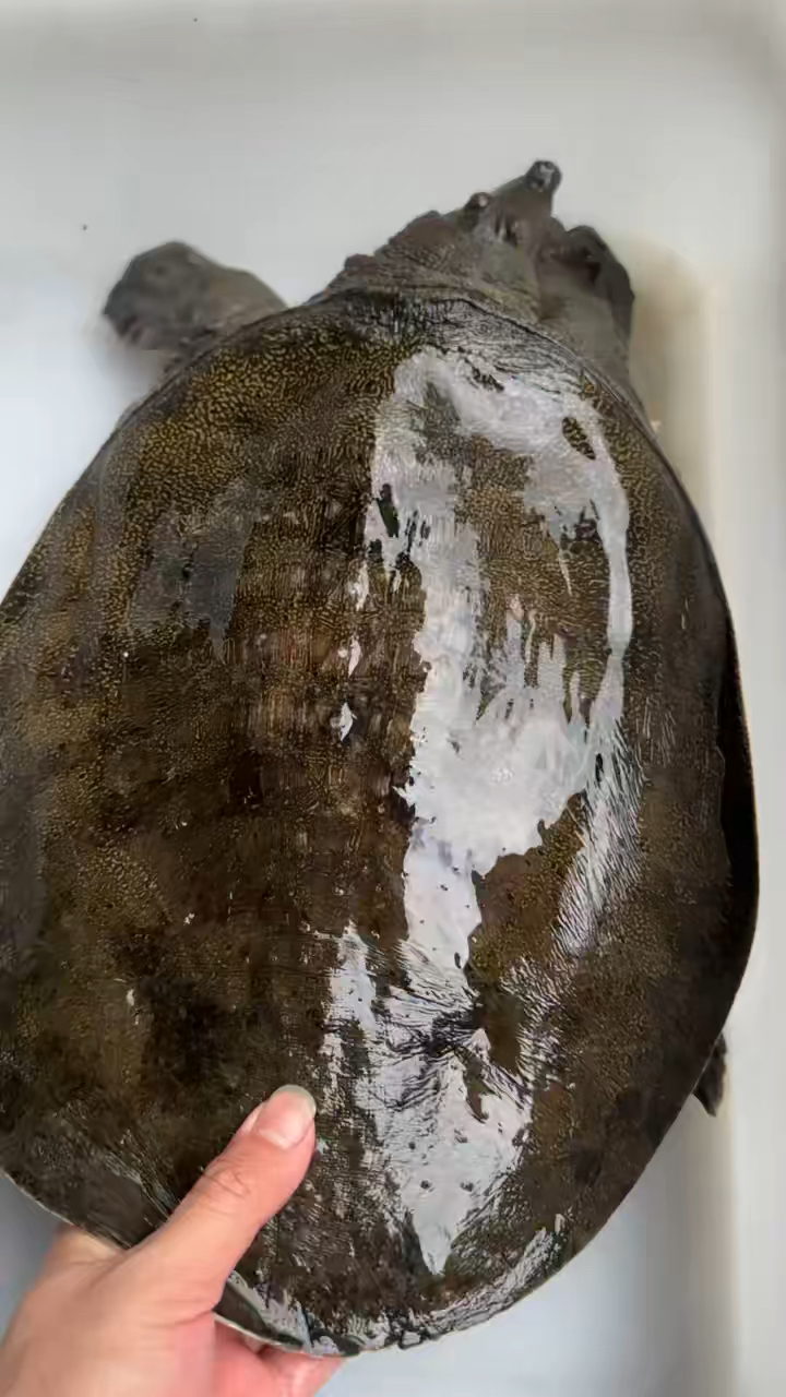 野生7.5斤大甲鱼.