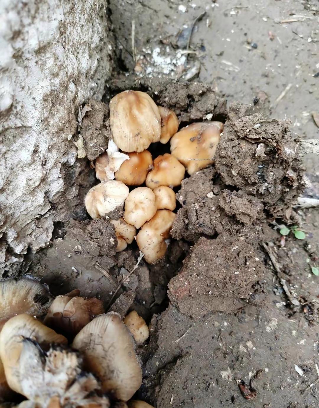 昨天下了整天的雨,今天去公园散步时,猛地发现每棵杨树下冒出了好些
