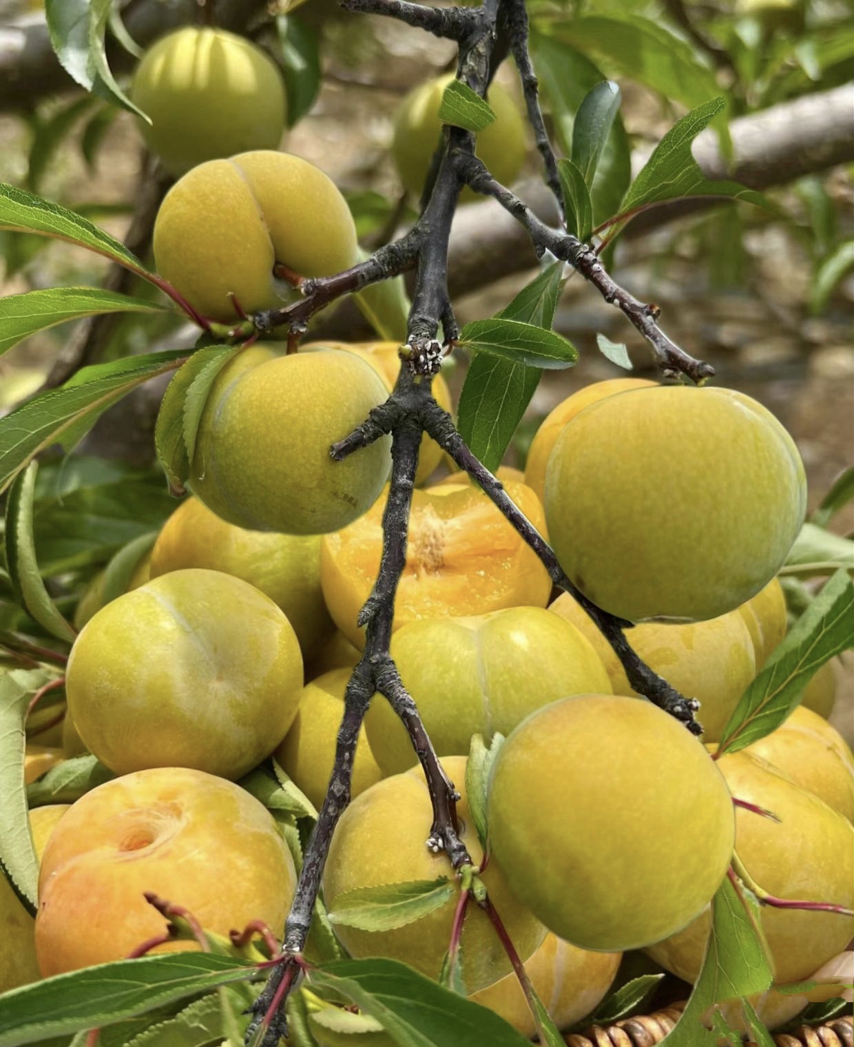 今天来大姨妈家里,她家里种了一棵李子树,叫蜂蜜李