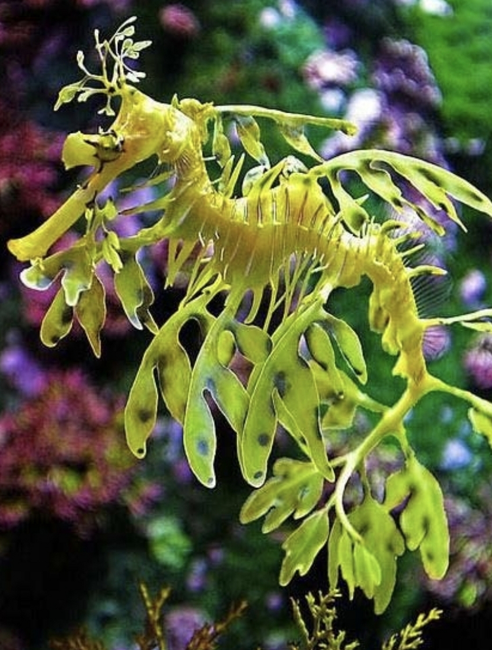 叶海龙这玩意,长得确实挺有创意!