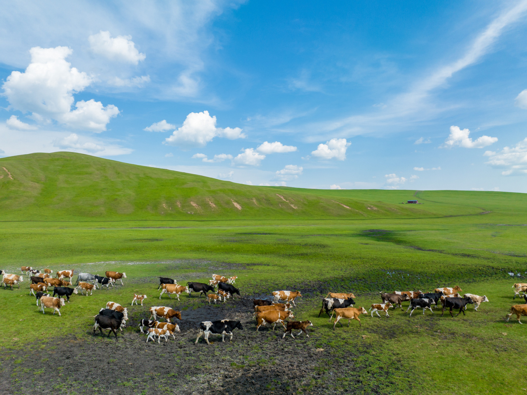 碧蓝的天空中白云朵朵,马儿,羊群悠闲吃草,漫步,仿佛进入了漫画世界.
