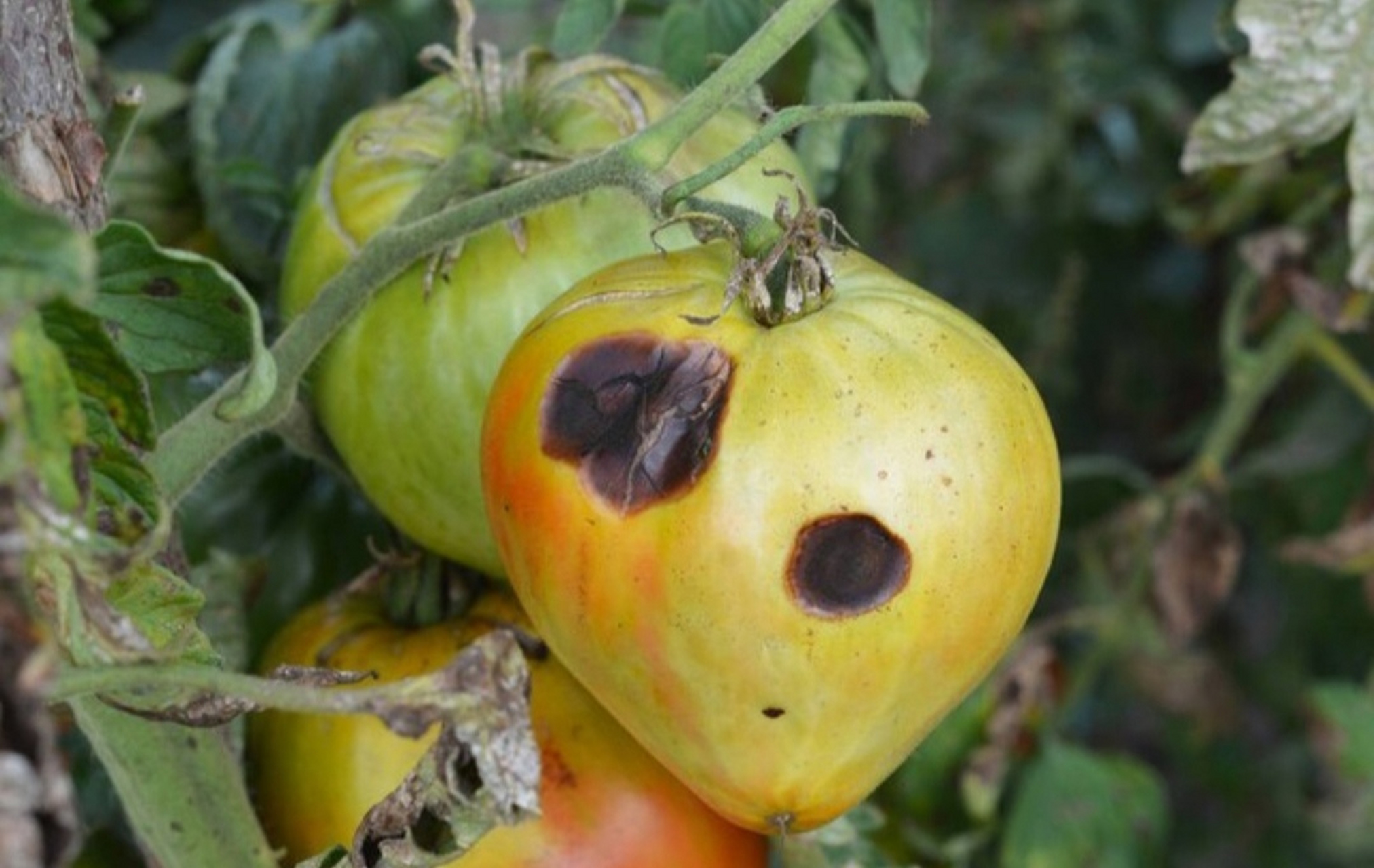 02 烂掉的西红柿别丢了,其实是个"宝",好多人不懂,看完长知识了.