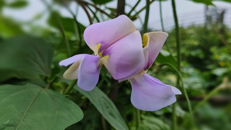 豇豆花:人间幽幽万物长,唯有此花是故乡
