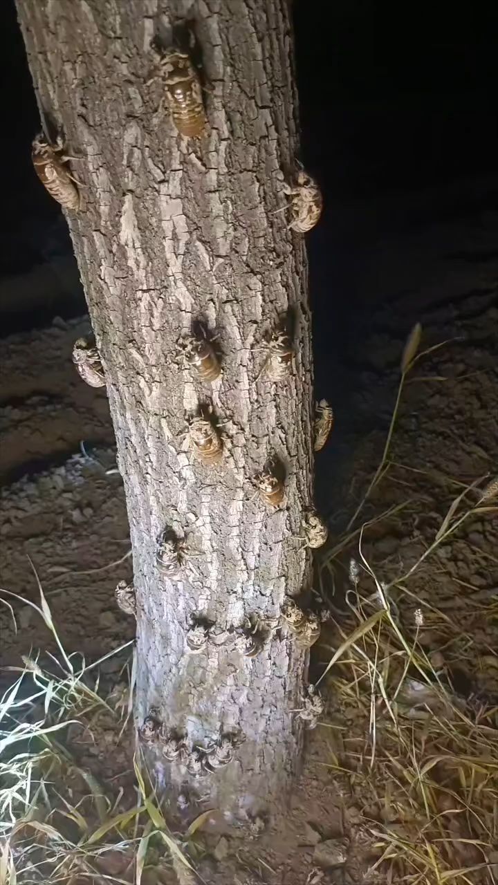 知了猴幼虫幼苗 #金蝉卵枝金蝉幼苗 #知了猴金蝉幼苗活知了猴种