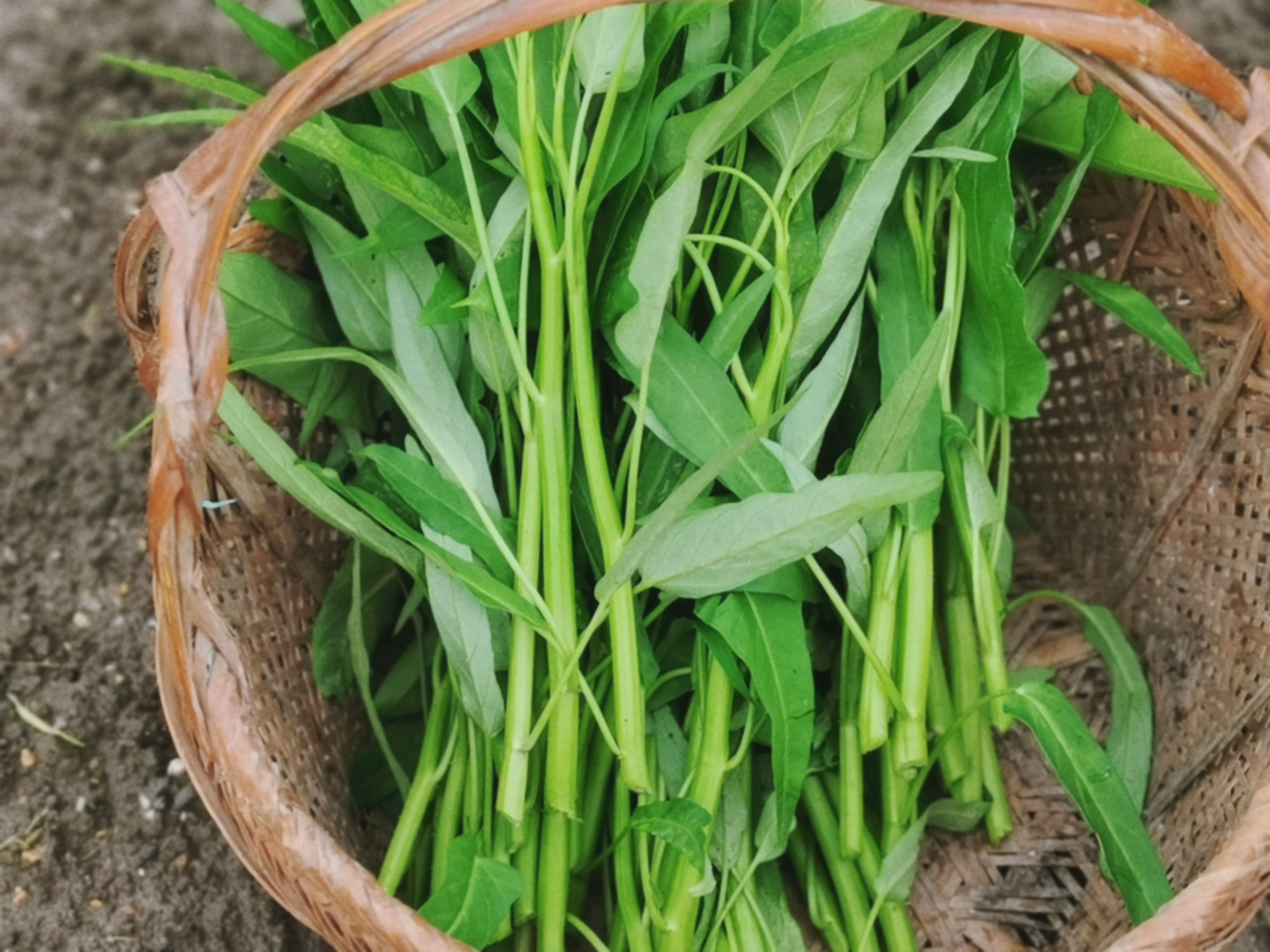 空心菜,你们吃茎还是吃茎和叶?