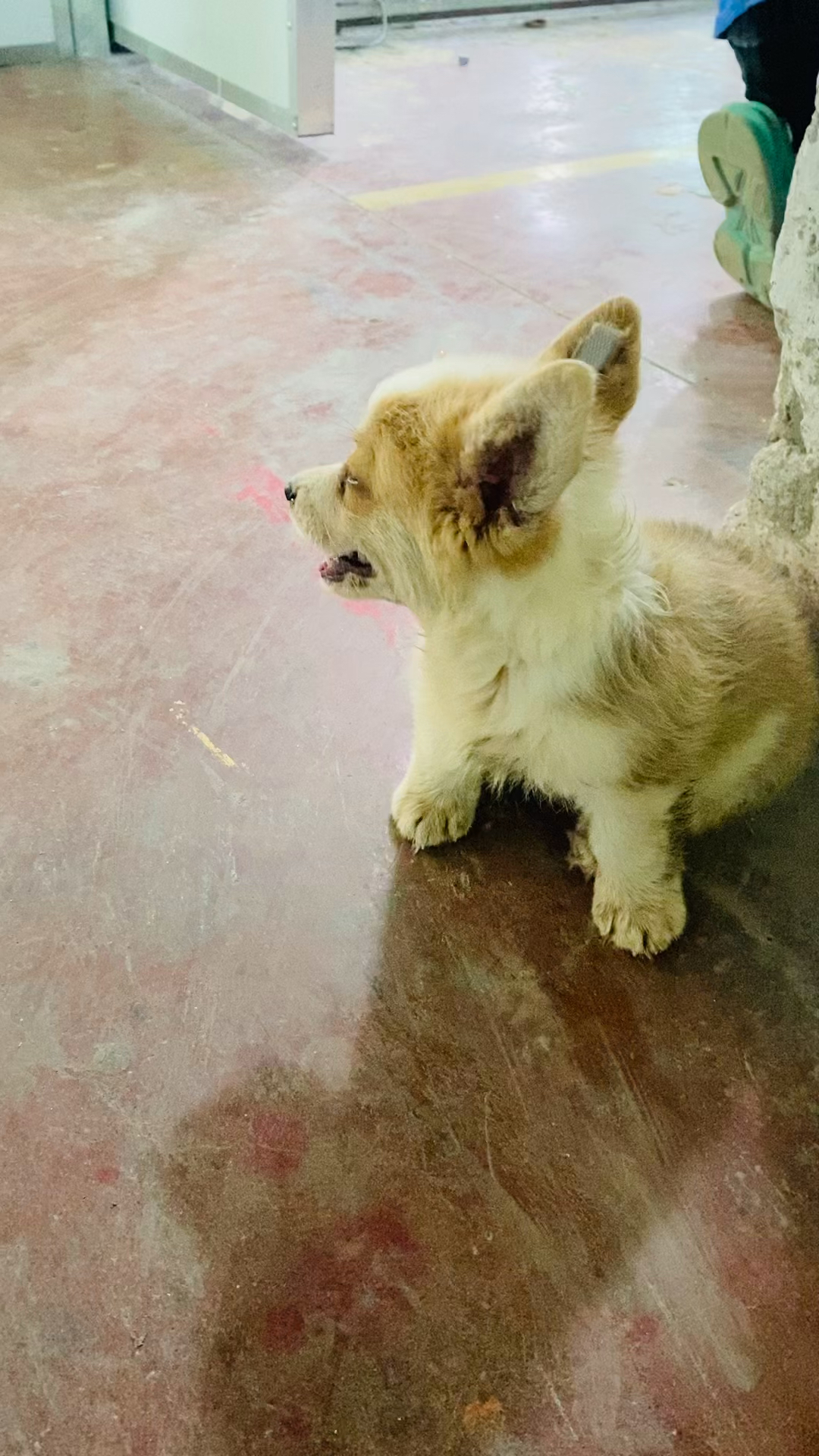 柯基犬刚出生长什么样子?