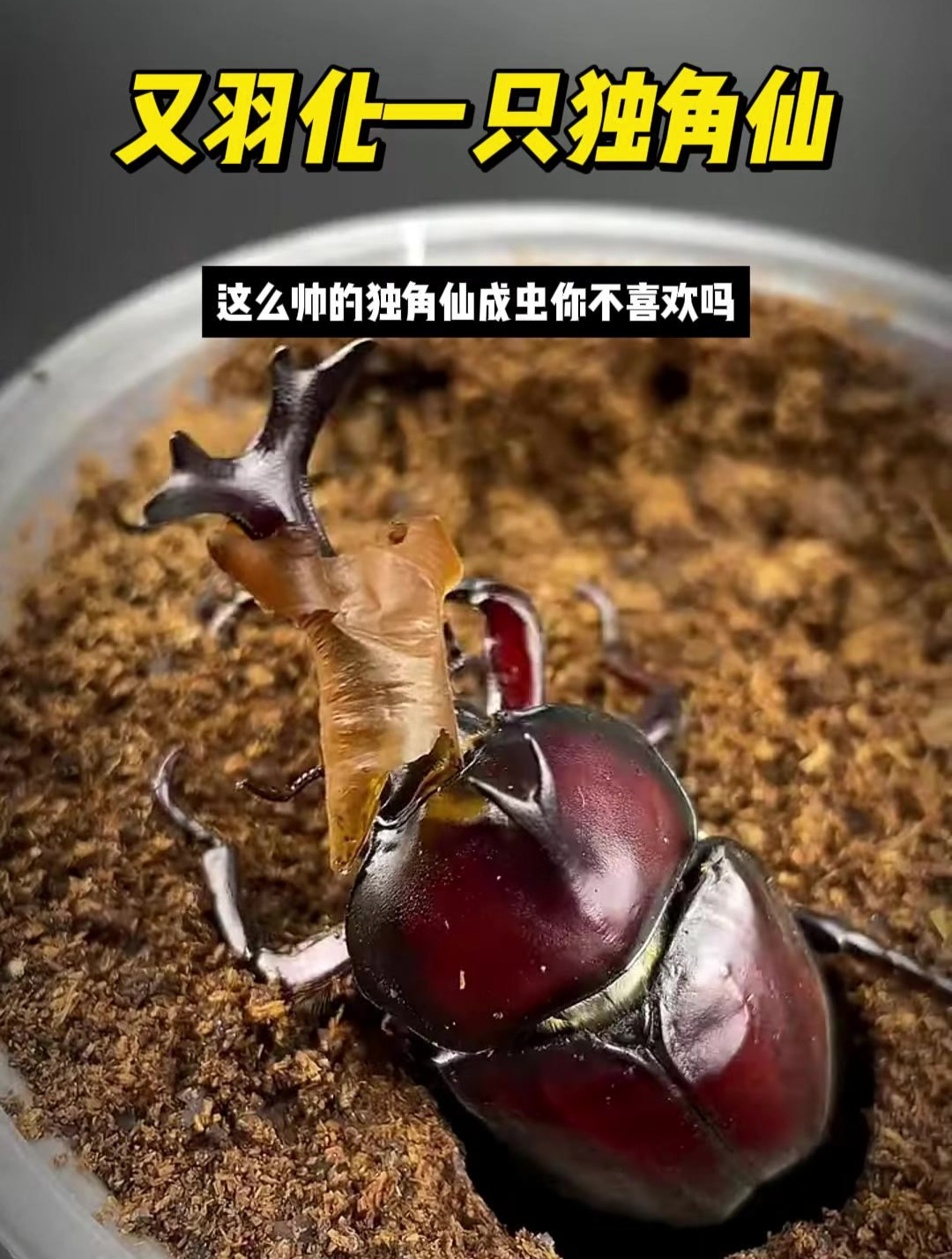 又羽化一只独角仙,这么帅的独角仙成虫你不喜欢吗