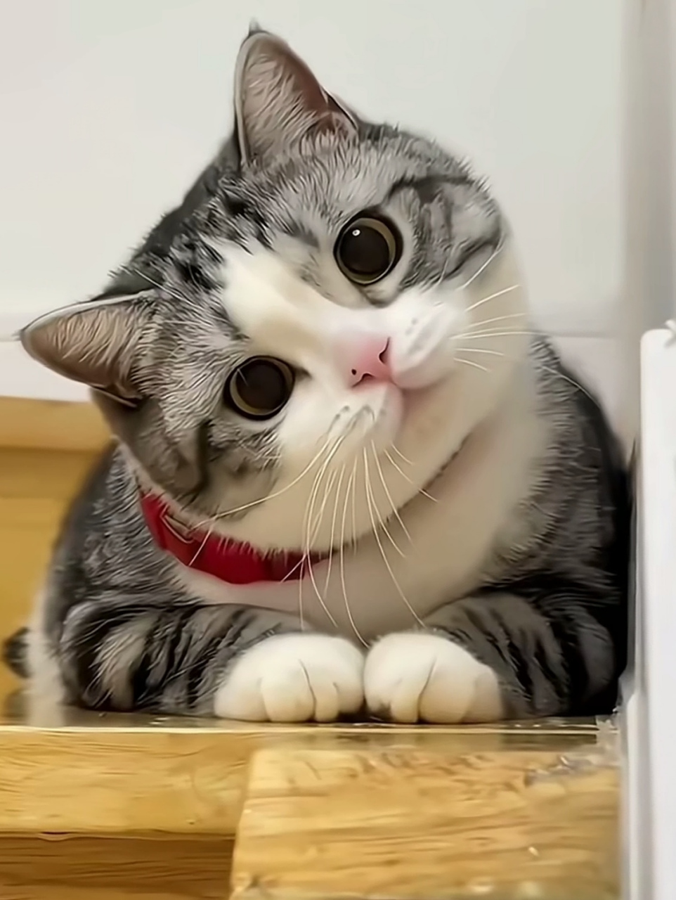 太可爱了吧?这大概就是养猫的乐趣,这个歪头,真的好萌好甜啊