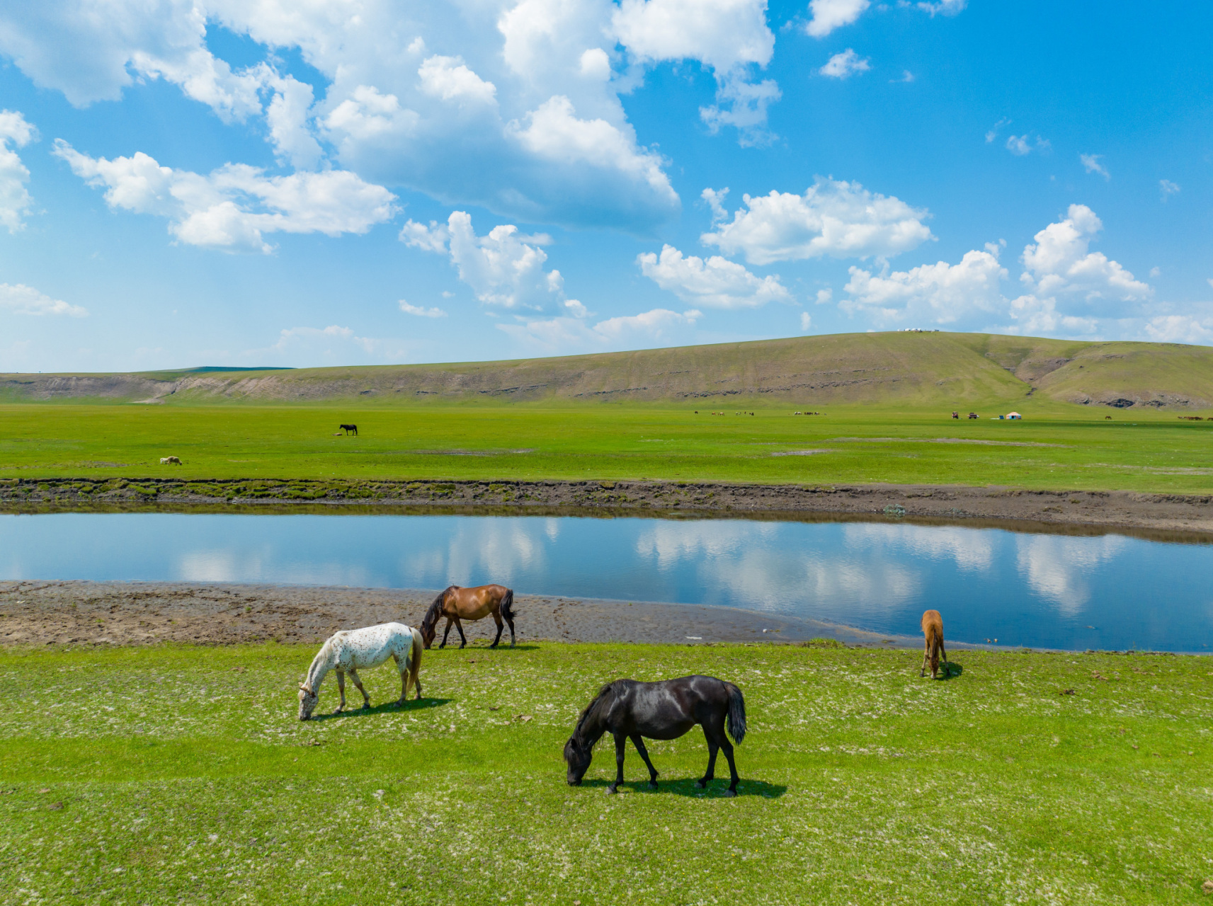 进入夏季,内蒙古呼伦贝尔草原景色如画.