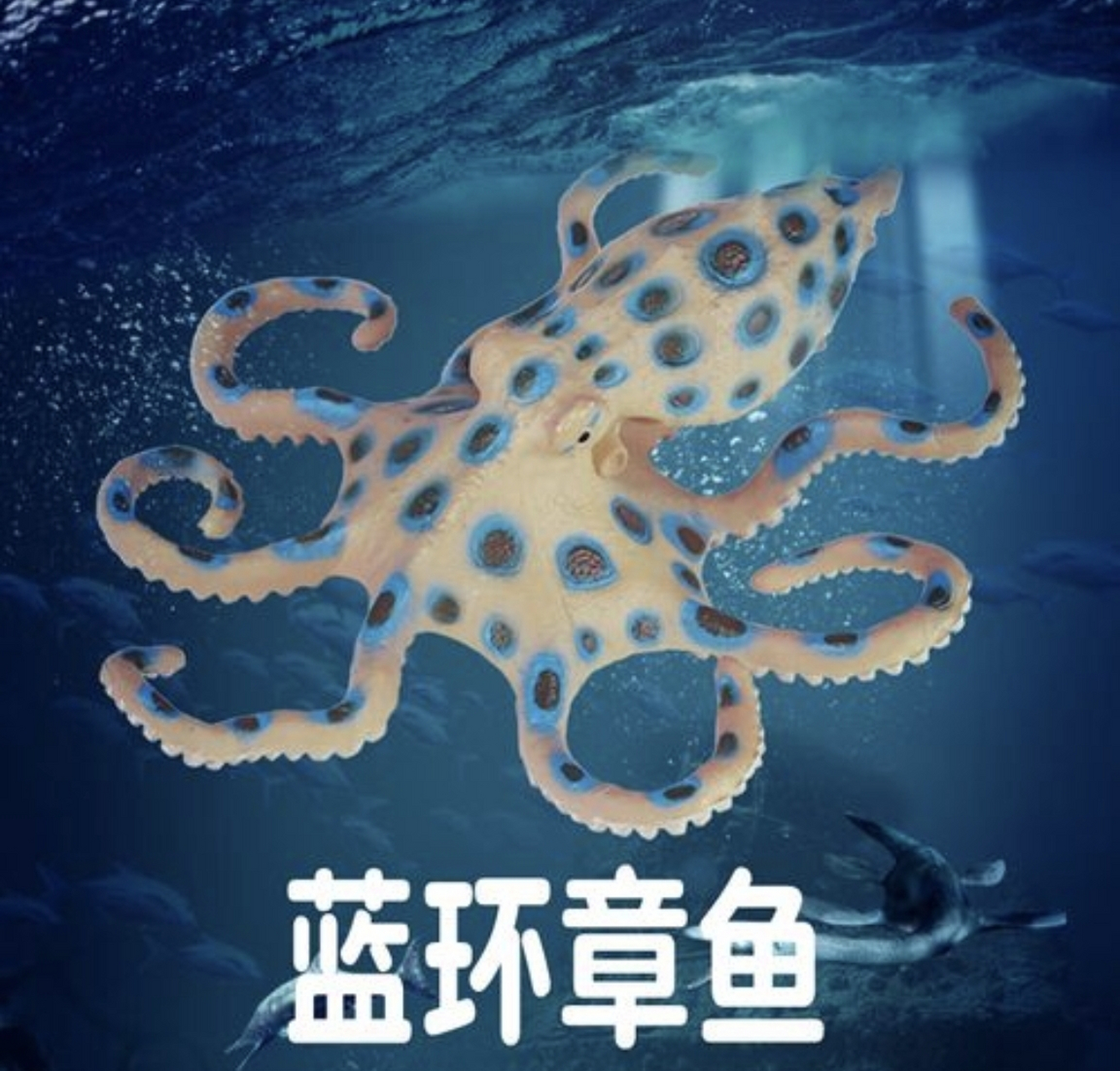 蓝环章鱼,唯一对人类有毒性的章鱼类,其毒力惊人,足以迅速致命.